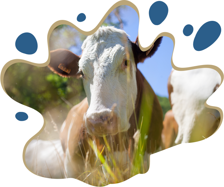 Chúng tôi chỉ sử dụng sữa bò đạt chứng nhận hữu cơ Trang trại hữu cơ, Bò nuôi hữu cơ