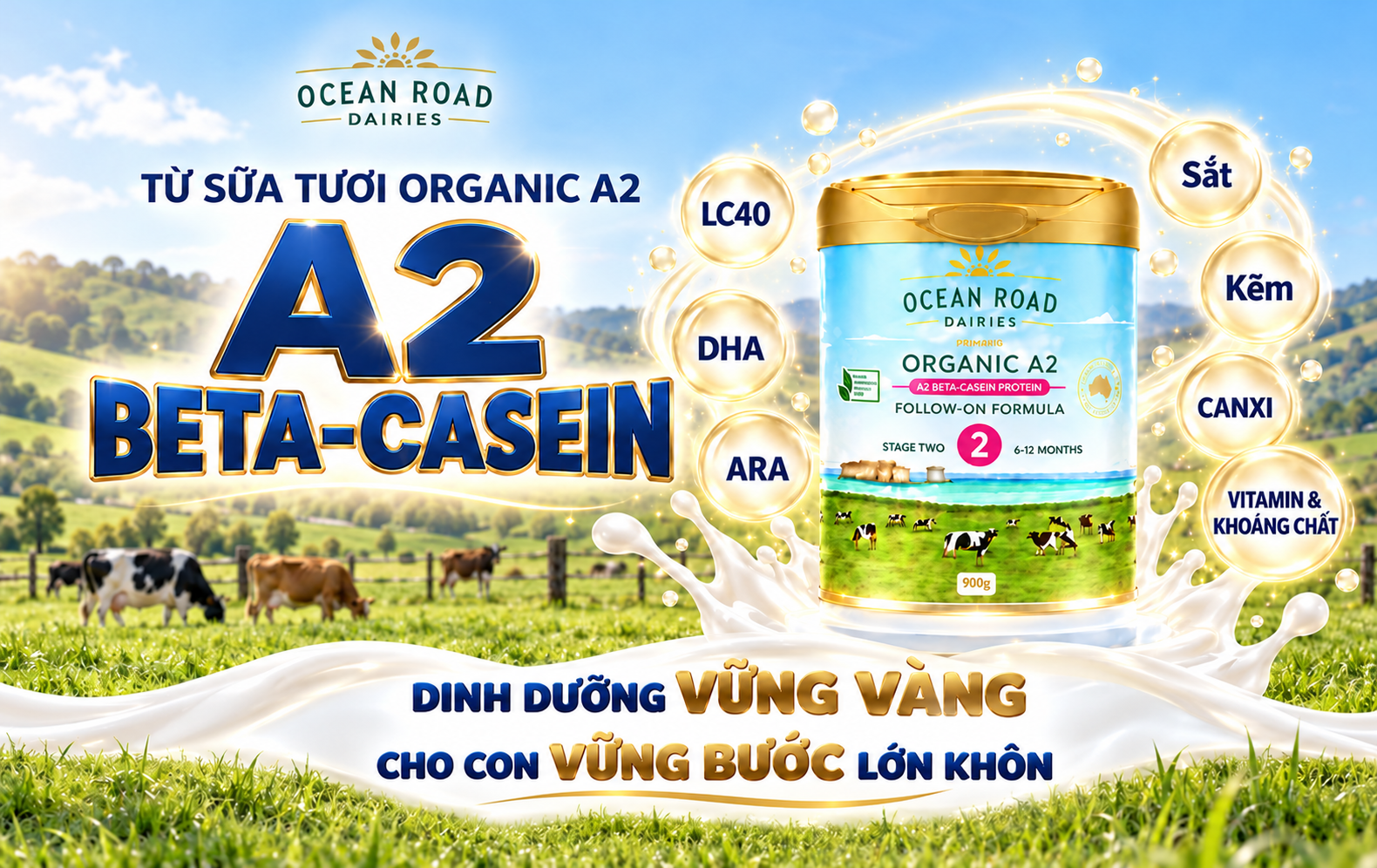 A2 BETA-CASEIN TRONG OCEAN ROAD: NỀN TẢNG DINH DƯỠNG TỪ SỮA TƯƠI ORGANIC A2