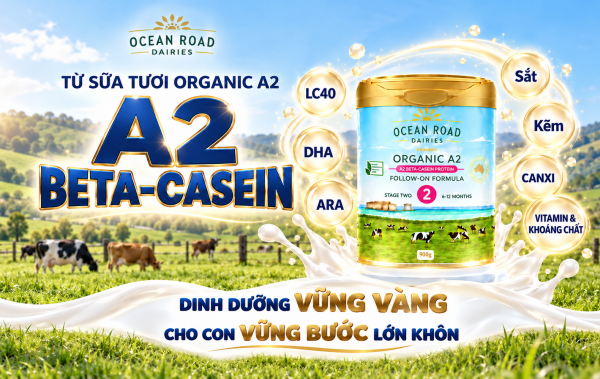A2 BETA-CASEIN TRONG OCEAN ROAD: NỀN TẢNG DINH DƯỠNG TỪ SỮA TƯƠI ORGANIC A2
