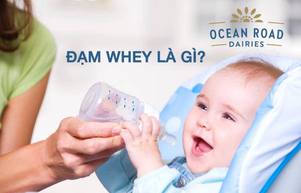 Đạm Whey là gì? Đặc điểm, vai trò và thực phẩm bổ sung
